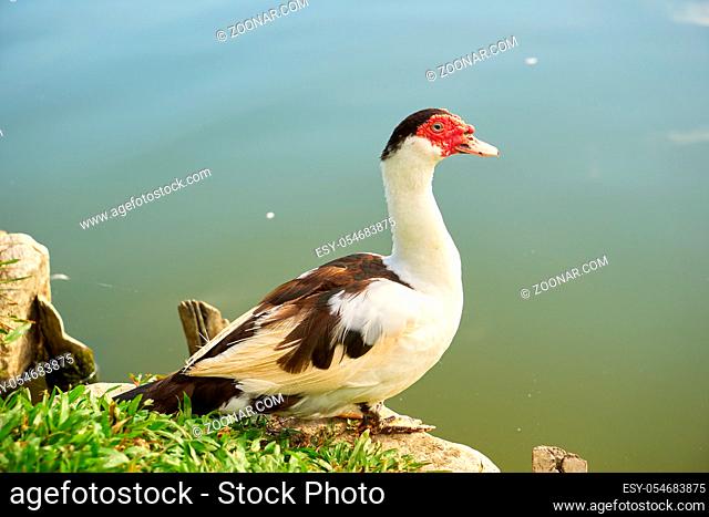 Duck at lake side