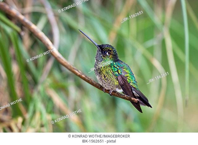 Magnificent Hummingbird (Eugenes fulgens), male sitting on twig, Cerro de la Muerte, Costa Rica, Central America