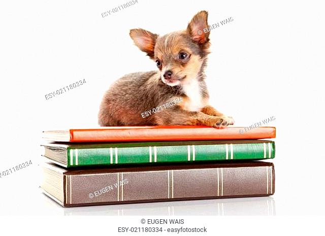 dog on books.  Chihuahua puppy
