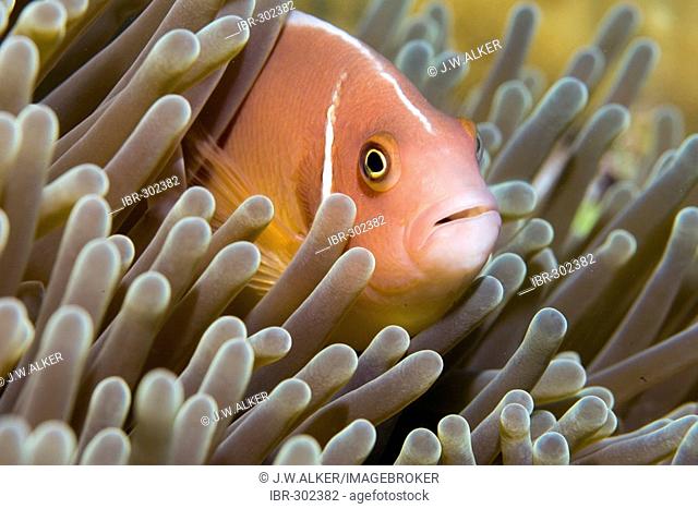 White-maned anemonefish or pink anemonefish, Amphiprion perideraion