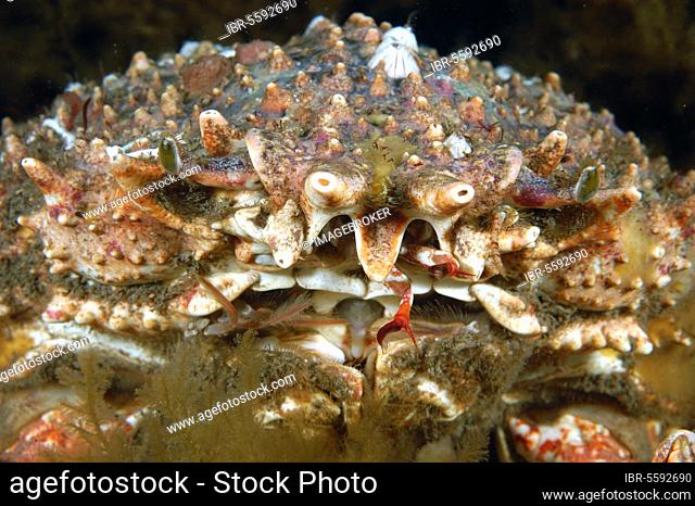 Spiny crab (Maia squinado) adult, close-up of face, Kimmeridge Bay, Dorset, England, United Kingdom, Europe