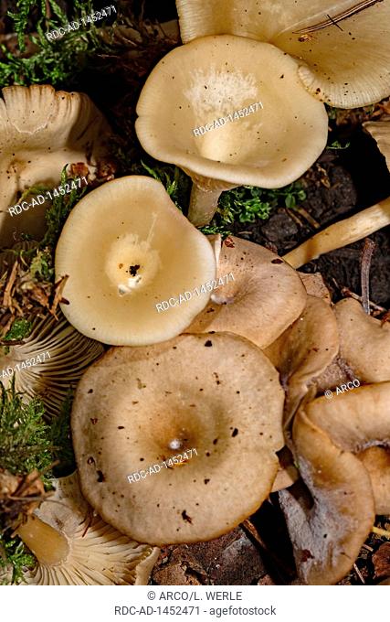 chicken run funnel, Clitocybe phaeophthalma