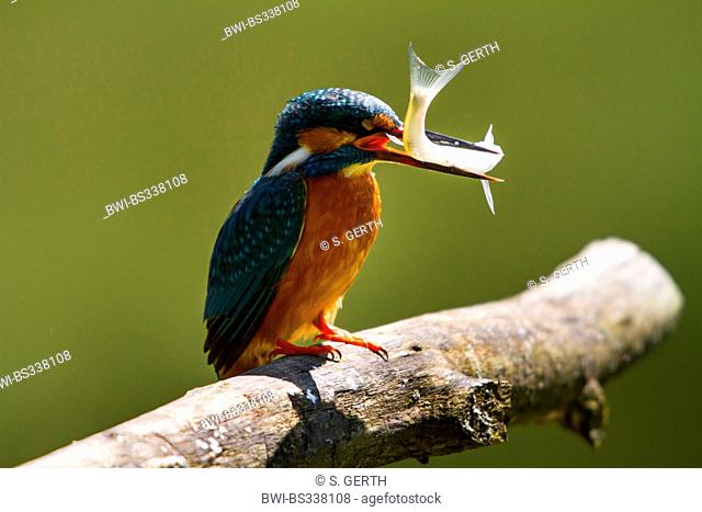 river kingfisher (Alcedo atthis), sitting on a branch with a caught fish in its beak, Switzerland, Sankt Gallen