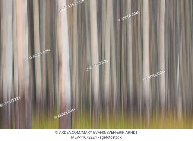 Aspen Tree trunks