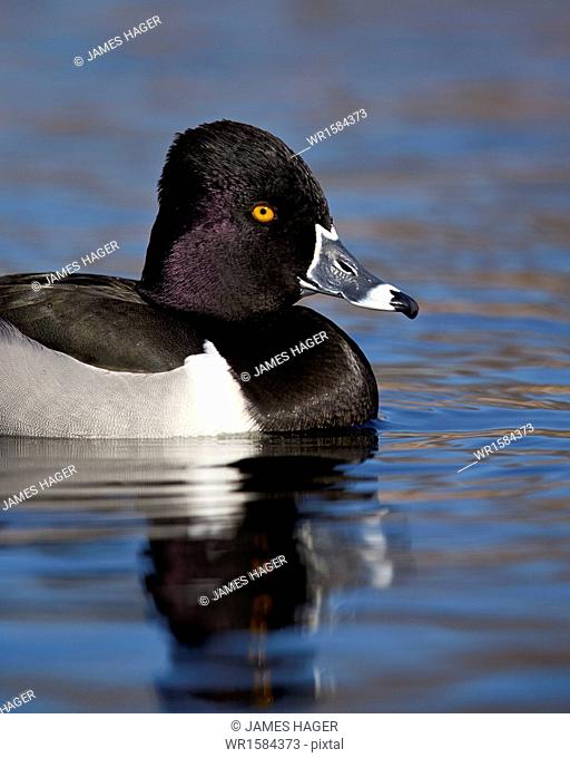 Ring-necked duck (Aythya collaris) swimming, Clark County, Nevada, United States of America, North America