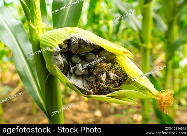 Huitlacoche - Corn smut, fungus, Mexican truffle in the green field. Corn smut is a plant disease caused by the pathogenic fungus Ustilago maydis that causes...