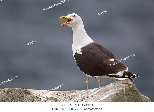 Great Black-backed Gull Larus marinus adult, calling, standing on coastal rock, Saltee Islands, Ireland, july