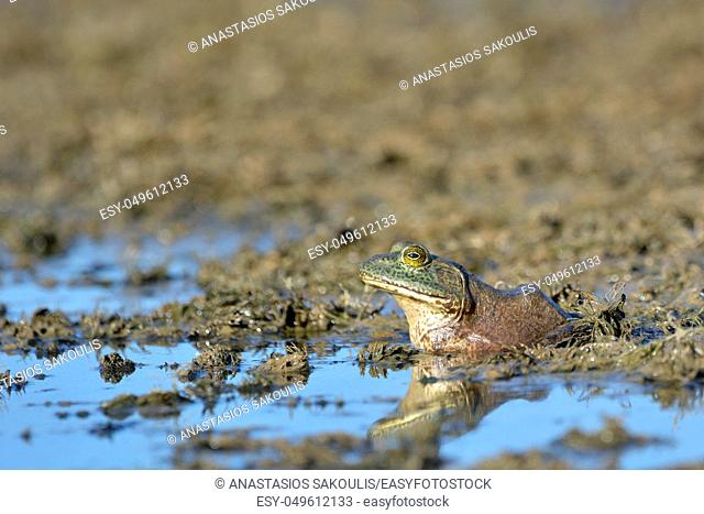 An American Bullfrog (Rana catesbeiana), an invasive species on Crete