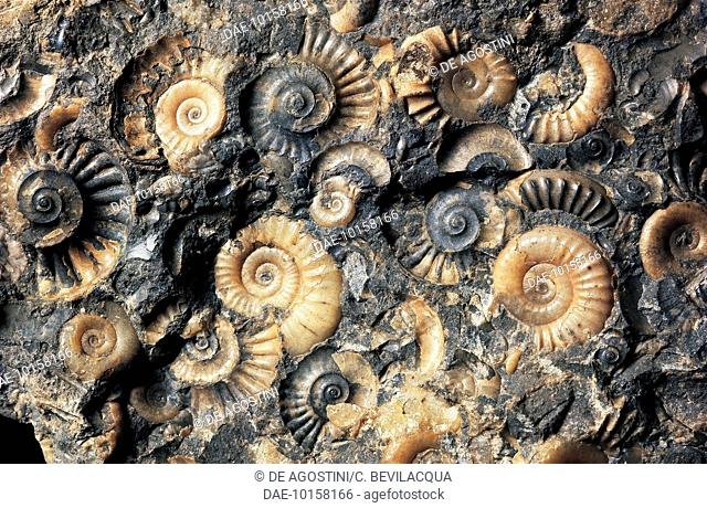 Ammonite fossils, Cephalopoda, Jurassic.  Milan, Museo Civico Di Storia Naturale (Nature Museum)