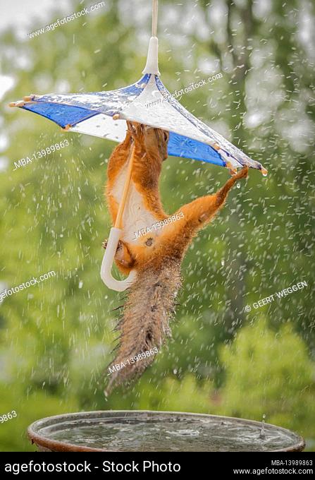 red squirrel hanging under a umbrella in rain