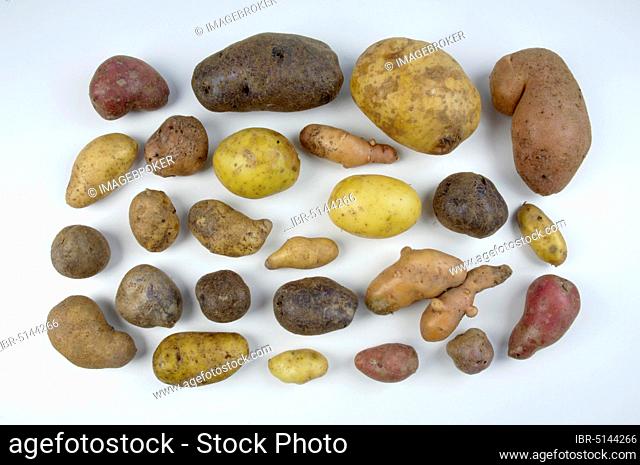 Several kind of Potatoes, Various kinds of potatoes (Solanum tuberosum), indoor, studio