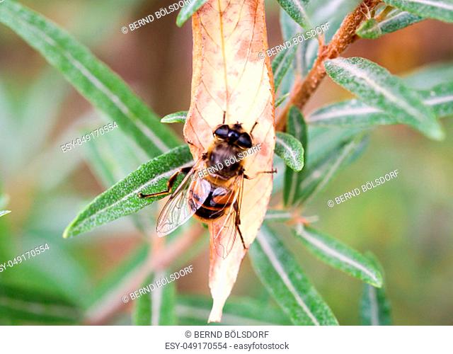 this is a fly on a Plant