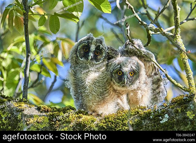 Two Long-eared owl chick (Asio otus) perched in tree. Alsace. France
