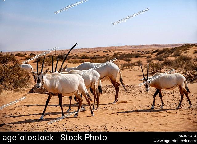 Dubai desert protection of scenic spot of walking on the road a group of antelope