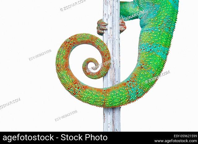 alive chameleon reptile sitting on branch. macro studio shot of reptile tail isolated on white background. copy space