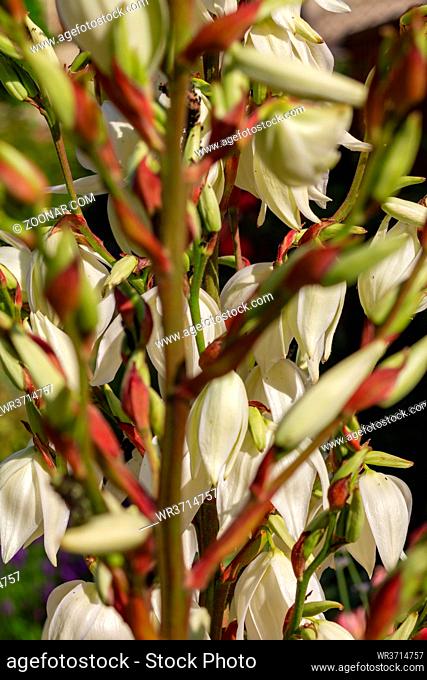 Blüten der Fädigen Palmlilie