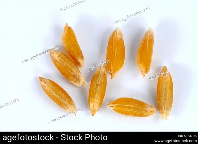Sanduri wheat (Triticum timopheevi timopheevi), wheat grains