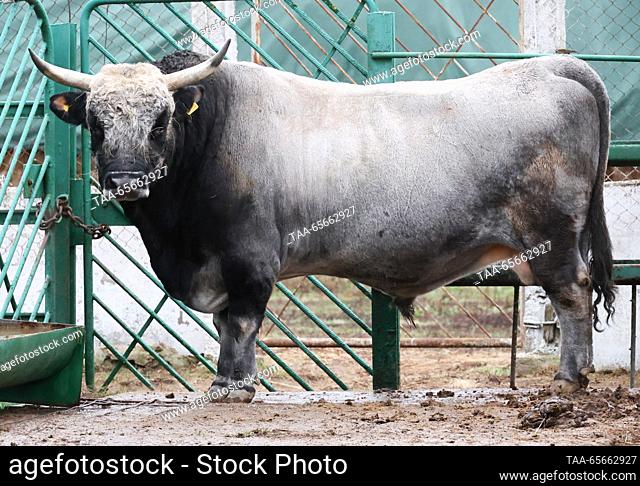 RUSSIA, KHERSON REGION - DECEMBER 11, 2023: A Ukrainian Grey ox in the Askania Nova biosphere reserve. With a total area of 33, 307 hectares
