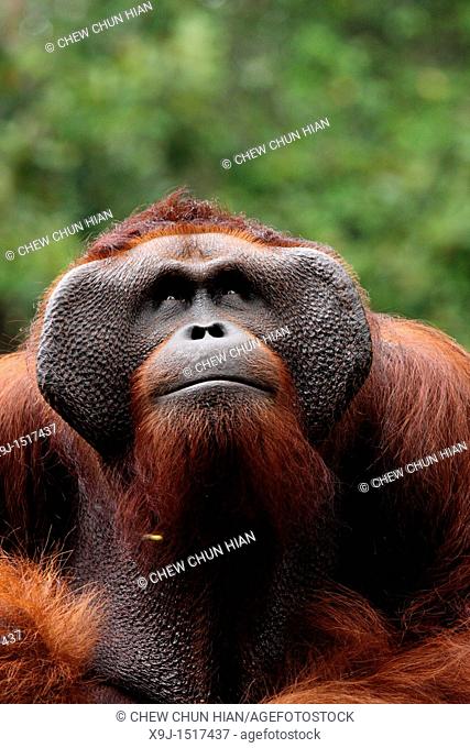 Ritchie lives in Semengoh Wildlife Centre, Kuching, Sarawak, Malaysia
