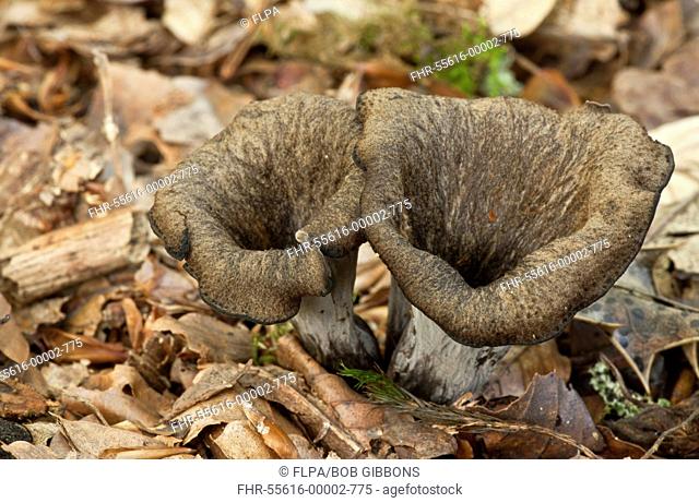 Horn of Plenty Craterellus cornucopioides fruiting bodies, growing amongst leaf litter in woodland, New Forest, Hampshire, England, september