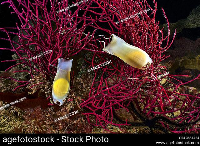 Embryo of Common dogfish. Lesser Spotted Dogfish into his egg case (Scyliorhinus canicula) hanging on Red sea fan (Leptogorgia sarmentosa)