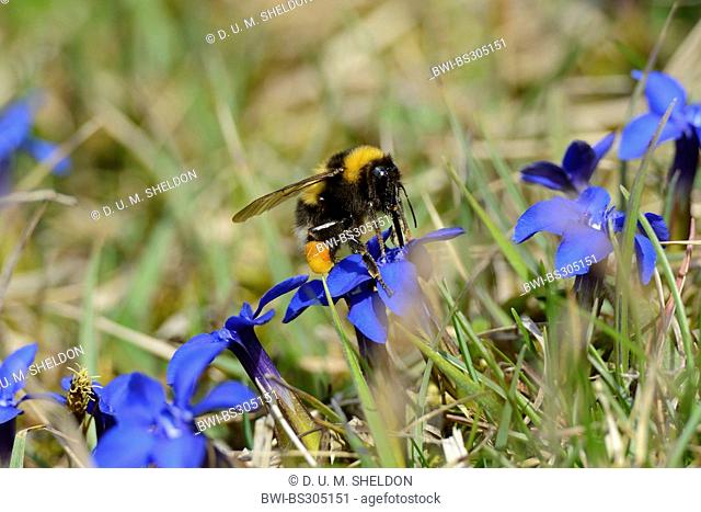 spring gentian (Gentiana verna), flower with bumble bee, Germany, Bavaria