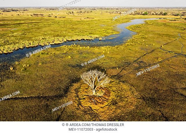 The Gomoti River with its adjoining freshwater marshland the whitish tree has died back due to the permanently wet environment aerial view - Okavango Delta