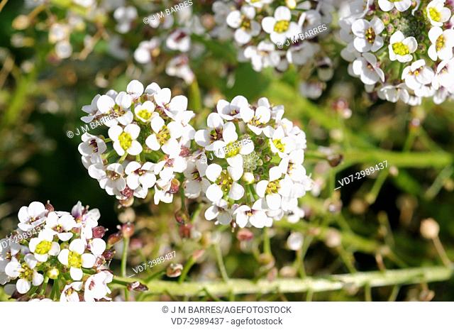 Sweet alyssum (Alyssum maritimum or Lobularia maritima), flowers detail. Menorca Island, Balearic Islands, Spain