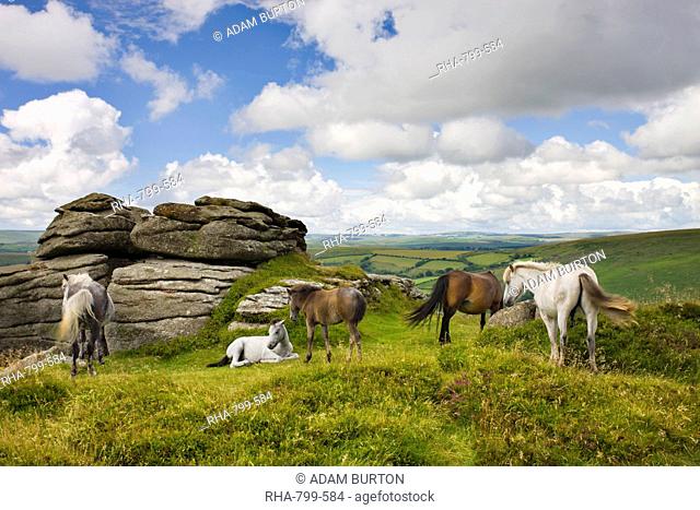 Dartmoor pony herd by Bell Tor, Dartmoor National Park, Devon, England, United Kingdom, Europe