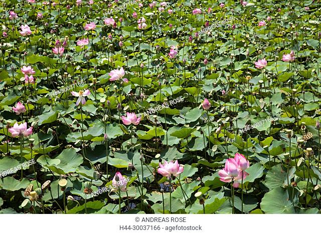 Seerosen (Nymphaea-capensis), Lotusgarten Thap Cham, Ninh Thuan, Vietnam