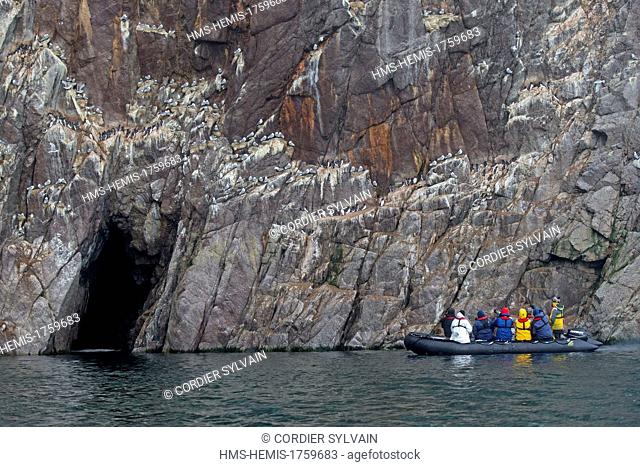 Russia, Chukotka autonomous district, Heraldl island, (next to Wrangel island), Marine birds colony nesting in cliffs . Black legged Kittiwake (Rissa...
