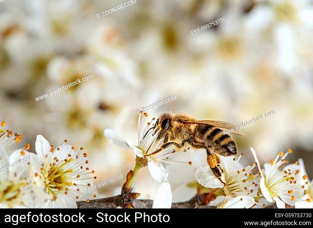 Close Up of Honey bee on Apple Tree in Spring with white blossoms