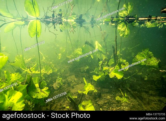 Swamp landscape under water