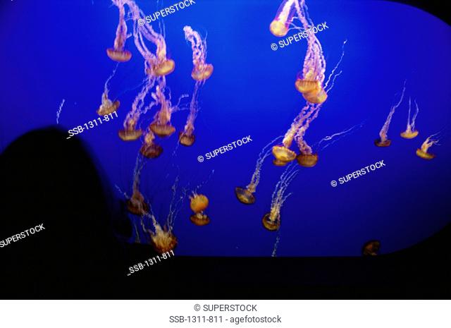 Array of Jellyfish, Monterey Bay Aquarium, Monterey, California, USA