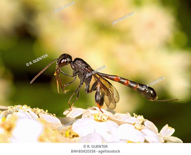 Gasteruptid wasps (Gasteruption undulatum), female grooming on Common Yarrow (Achillea millefolium), Germany