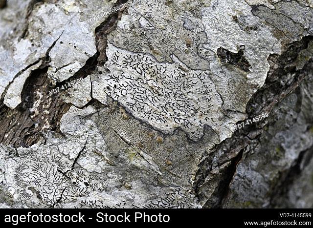 Graphis elegans is a crustose lichen that grow on tree barks. This photo was taken in Etang Noir, Aquitaine, France