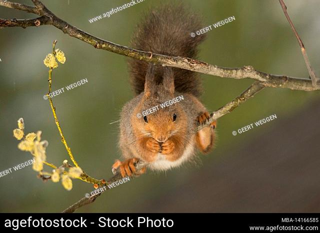 wet red squirrel standing on branch with willow flowers looking in the lens while raining