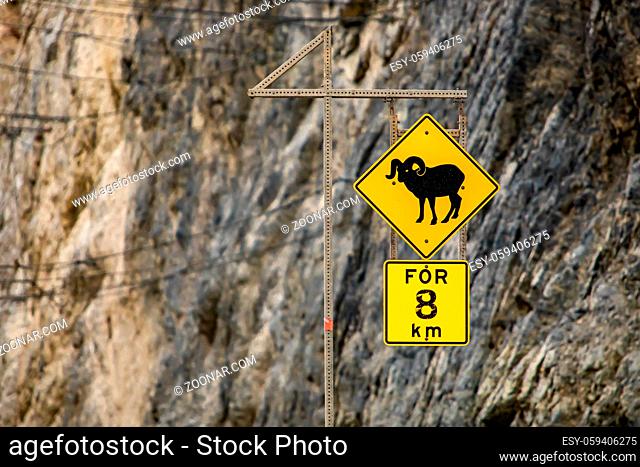 Bighorn Sheep Crossing road sign, for eight km. Warning yellow roads signs in selective focus view with rocky slope background
