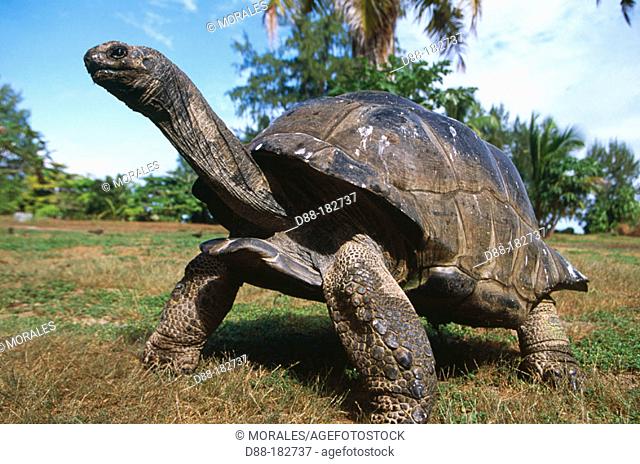 Aldabra Tortoise (Dipsochelys elephantina)