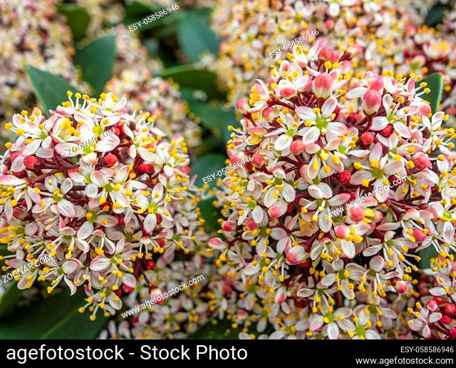 full frame closeup shot of some bright colored dense flower umbels