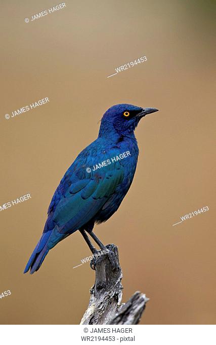 Greater blue-eared glossy starling (Lamprotornis chalybaeus), Kruger National Park, South Africa, Africa