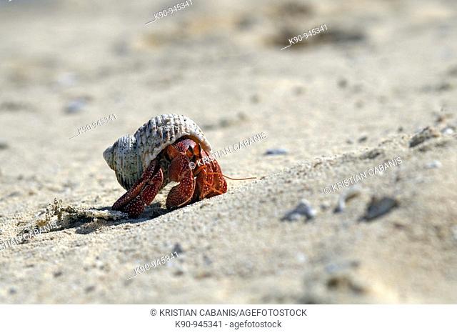 Hermit crab crawling up the sand at tropical beach, Reef Islands, Banks, Vanuatu, Melanesia, South Pacific
