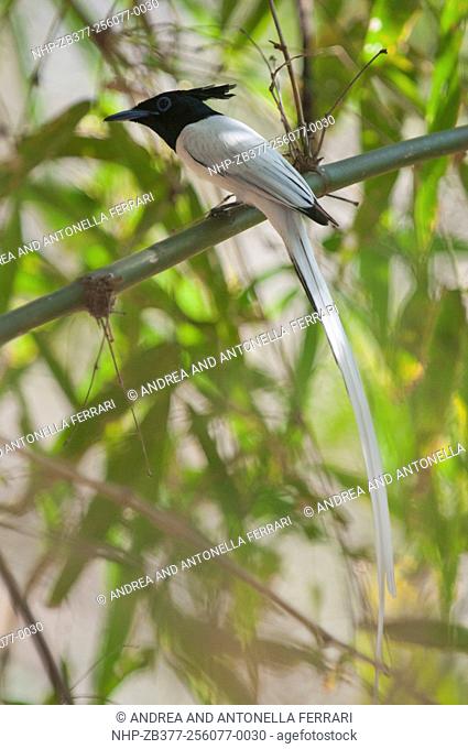 Asian paradise flycatcher Terpsiphone paradisi, Tadoba-Andhari National Park, Chandrapur, Maharashtra, India