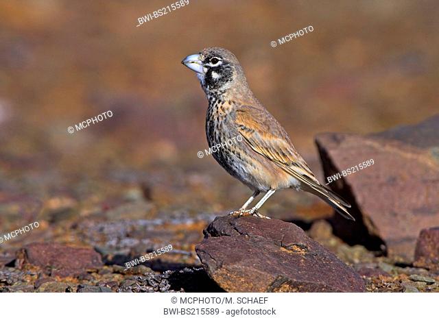 thich-billed lark (Ramphocoris clotbey), standing on a stone, Morocco