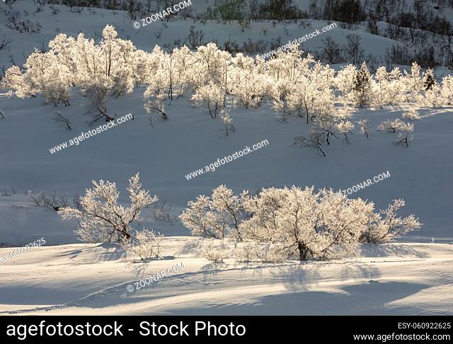 Birch, Betula pubescens, in the snow in winter mountain landscape, Brokke in Setesdal, Norway