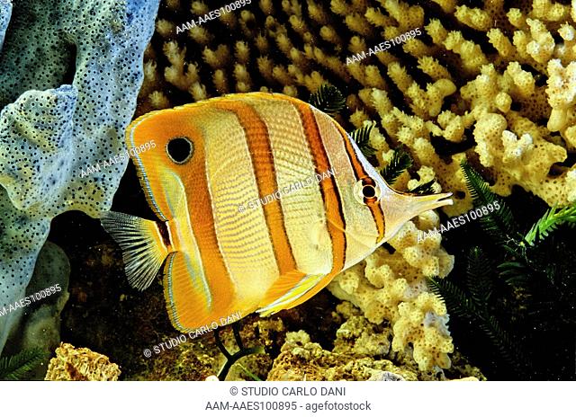 Copperband Butterflyfish (Chelmon Rostratus) Red Sea, Yemen