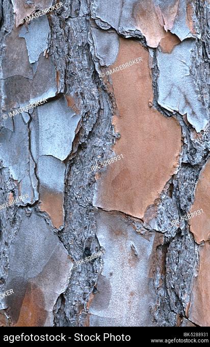 Elliot pine, bark, Everglades National Park, Florida (Pinus eliotti), USA, North America