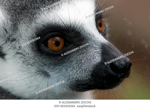 A lemure catta closeup of the face