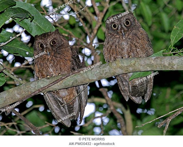 Pair of Mayotte scops owls (Otus mayottensis), an endemic to the island of Mayotte in the Comoros