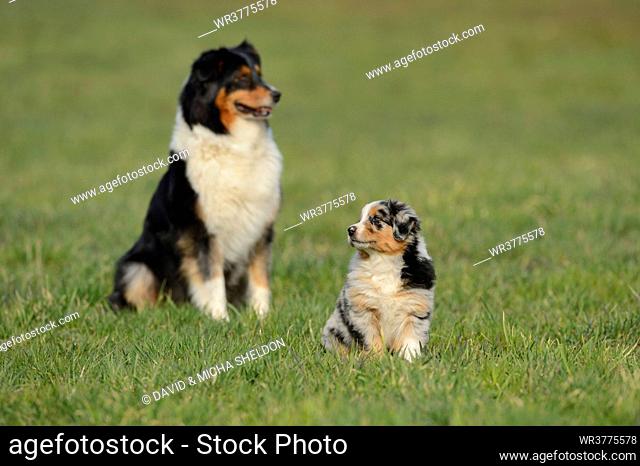 Australian sheperd and puppy on a meadow, Bavaria, Germany, Europe